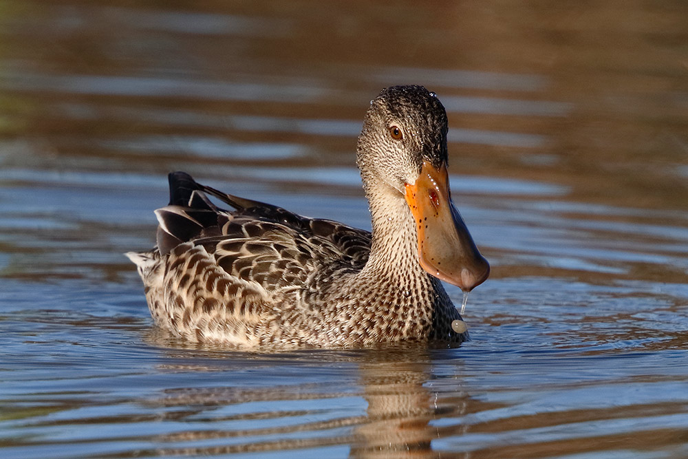 Mastolone female